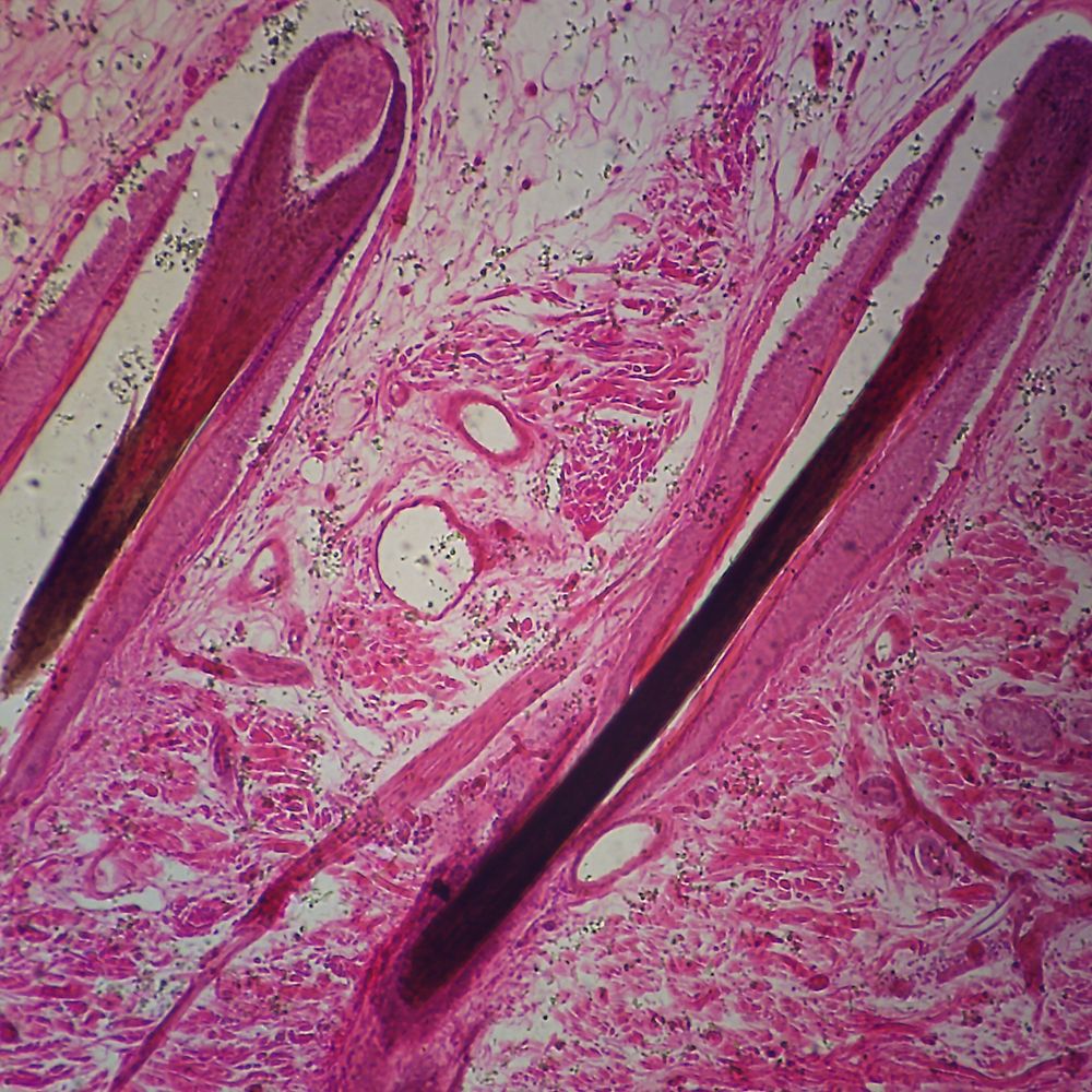 Histology_slide2